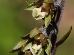 Epipactis_microphylla